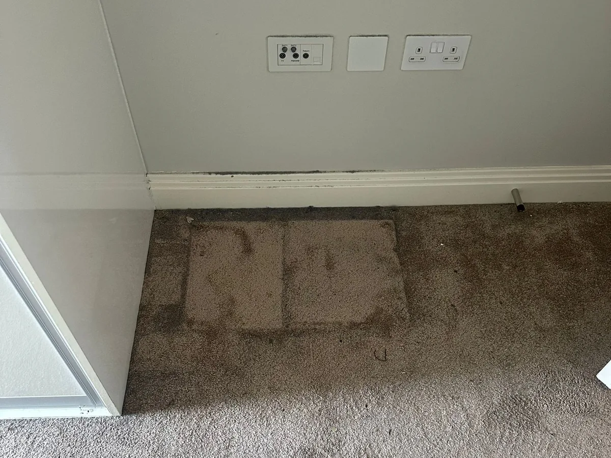 Carpet clean before